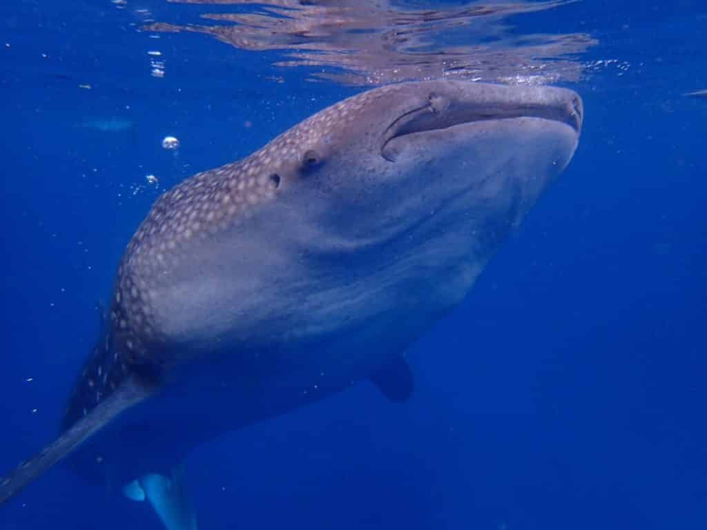 ツマログの滝、セブ島の観光ジンベイザメザメツアー