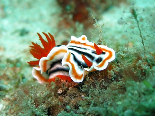 ウミウシ
