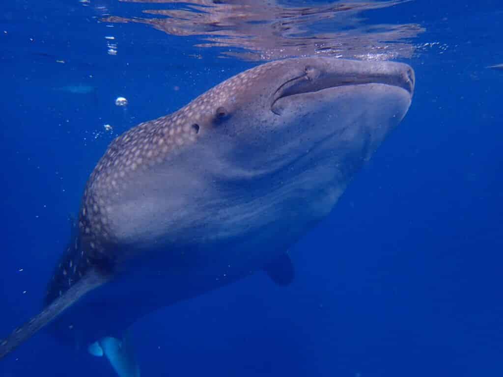 ツマログの滝、セブ島の観光ジンベイザメザメツアー